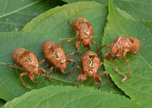 捕蝉 捉知了 捕蝉 捉知了