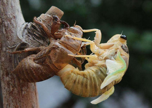 捕蝉 捉知了 捕蝉 捉知了