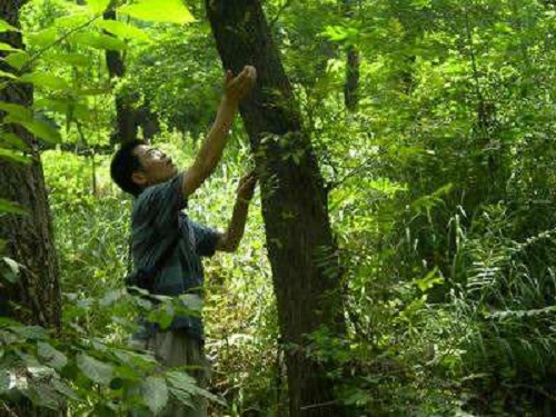 捕蝉 捉知了 捕蝉 捉知了