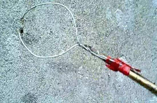 捕蝉 捉知了 捕蝉 捉知了