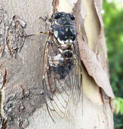 捕蝉 捉知了 捕蝉 捉知了