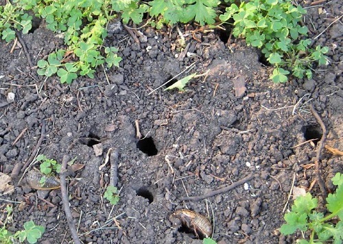 捕蝉 捉知了 捕蝉 捉知了