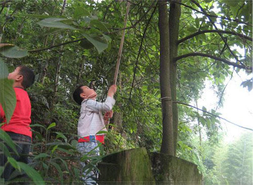 捕蝉 捉知了 捕蝉 捉知了