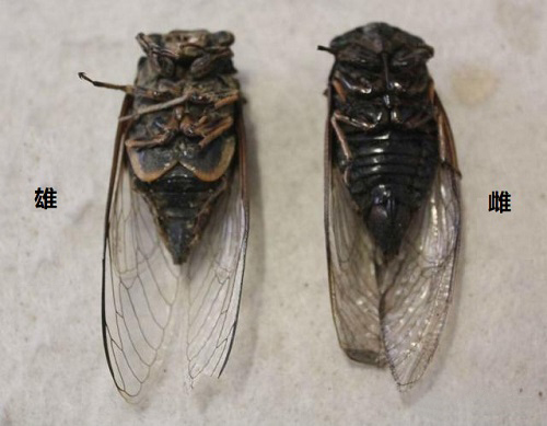 捕蝉 捉知了 捕蝉 捉知了